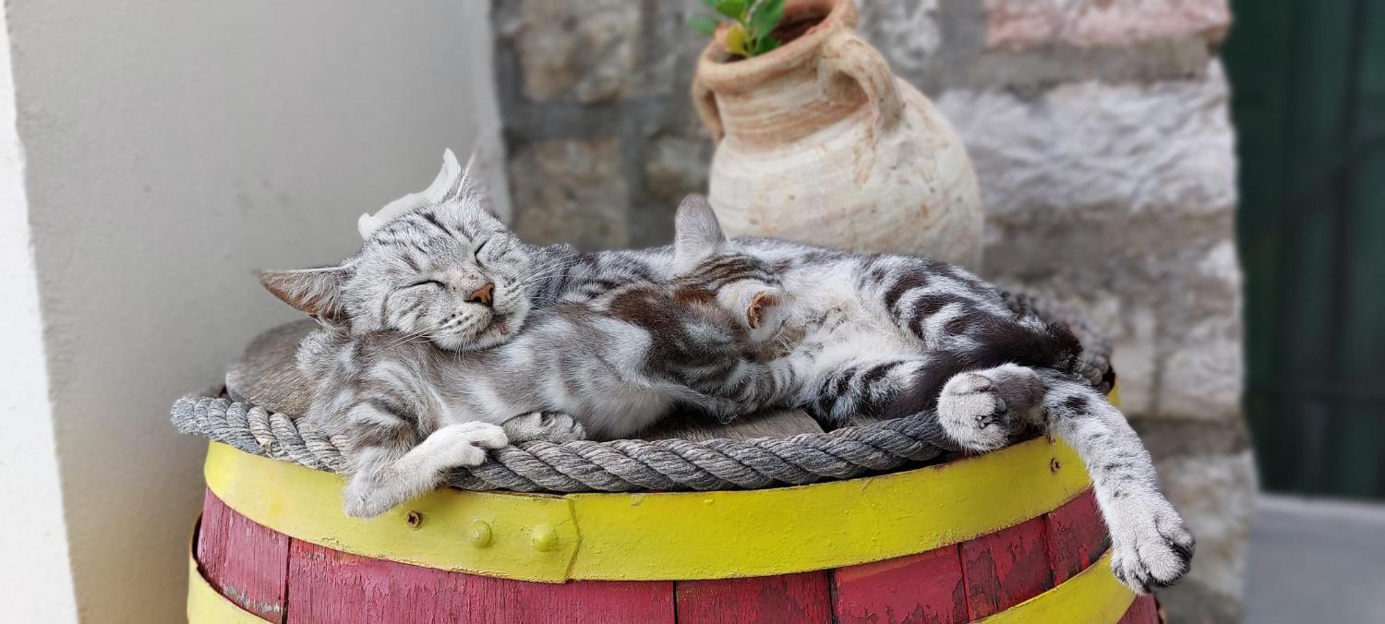 Boutique Home Saltaragazza Petrovac ภายนอก รูปภาพ